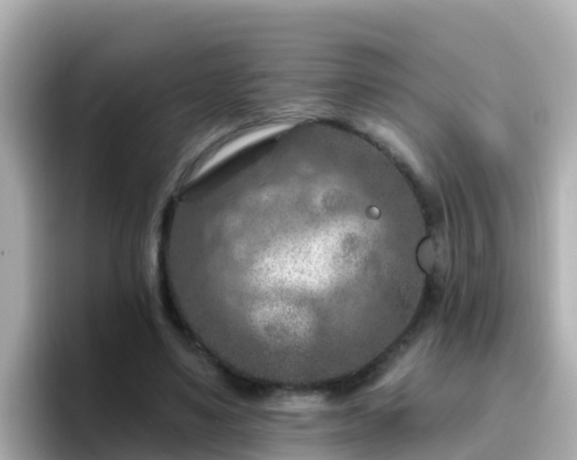 X0000096680491200802121215