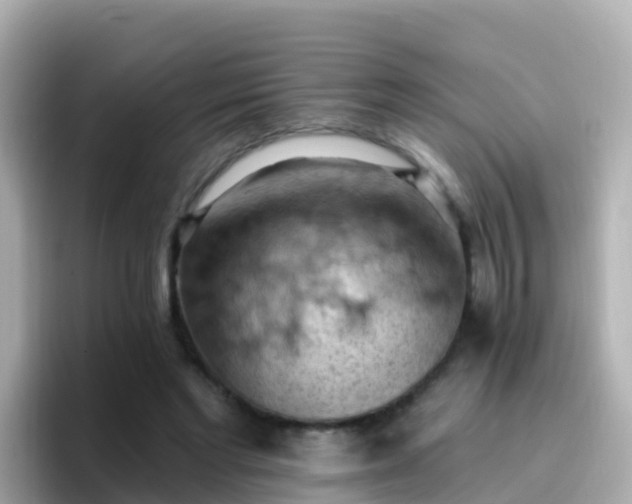 X0000096680493200802121215