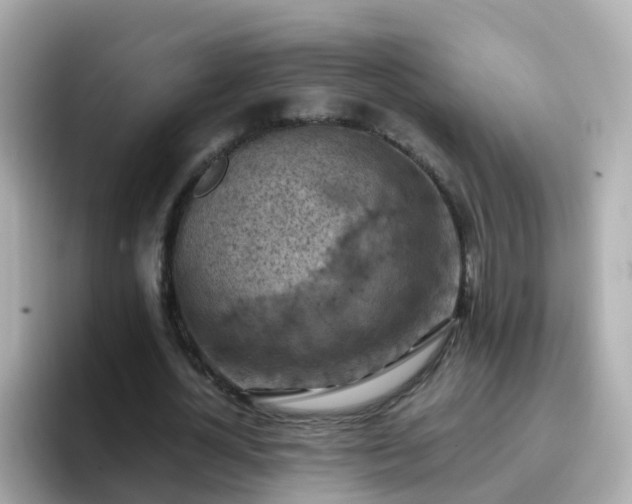 X0000096680724200802121211