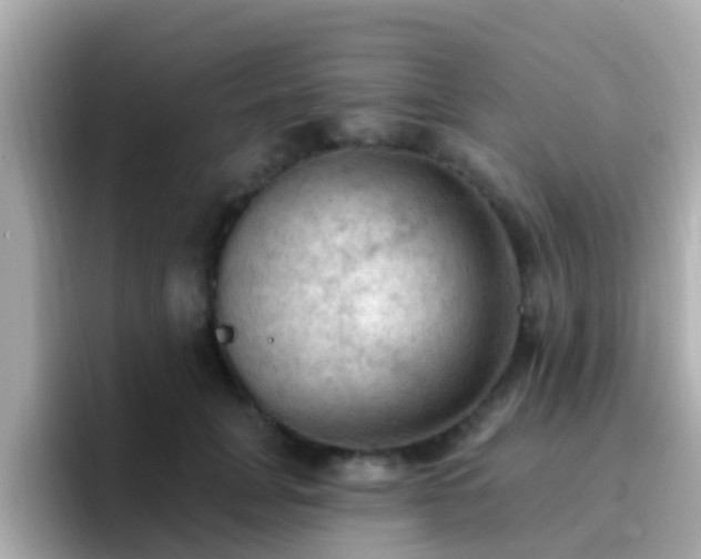 X0000096680751200802121211