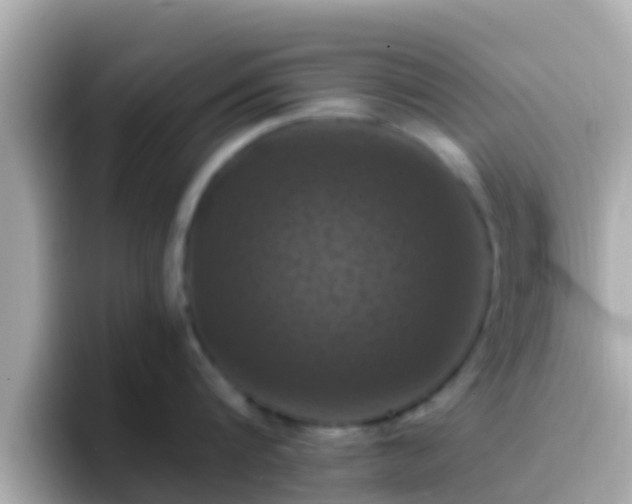 X0000096680816200802121210
