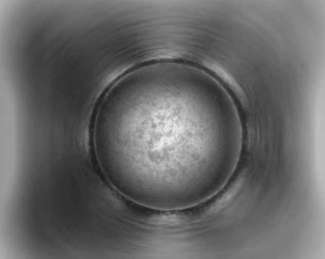 X0000096680834200802121210