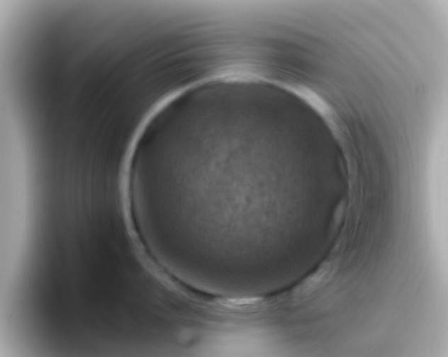 X0000096680864200802121210