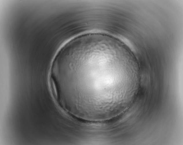 X0000096680895200802121209