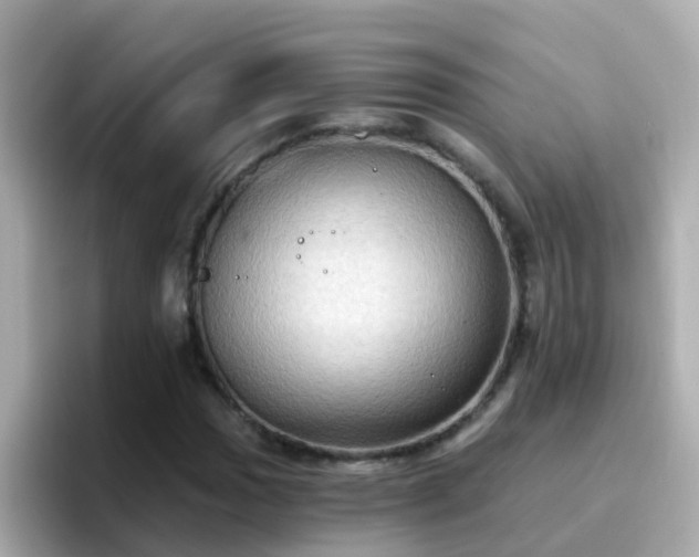 X0000096681017200802121207
