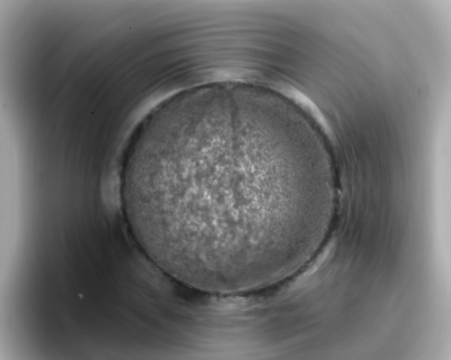 X0000096681019200802121207