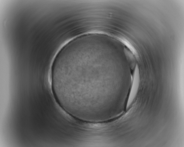 X0000096681084200802121207