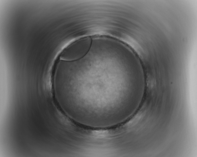 X0000096681118200802121206
