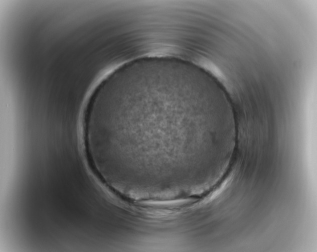 X0000096681122200802121206