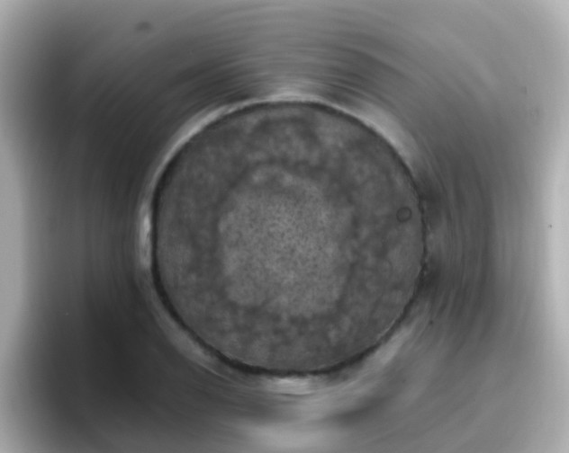 X0000096681126200802121206