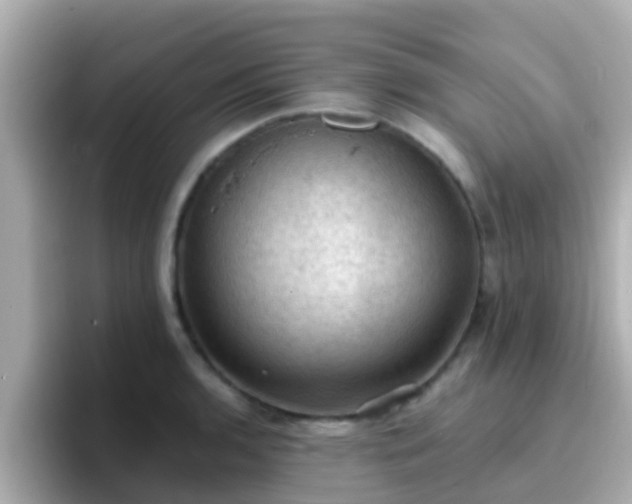 X0000096681136200802121206