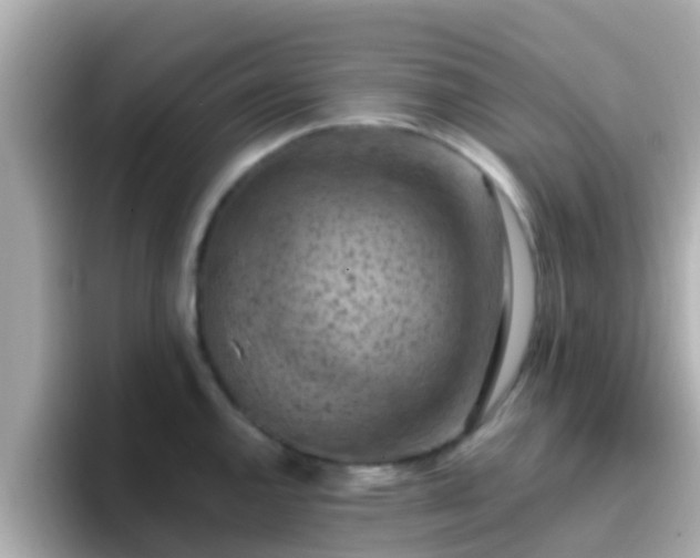 X0000096681144200802121206