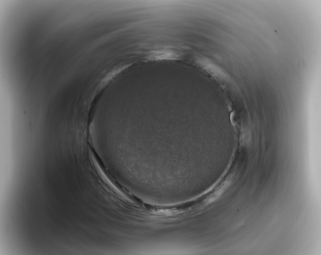 X0000096681161200802121206