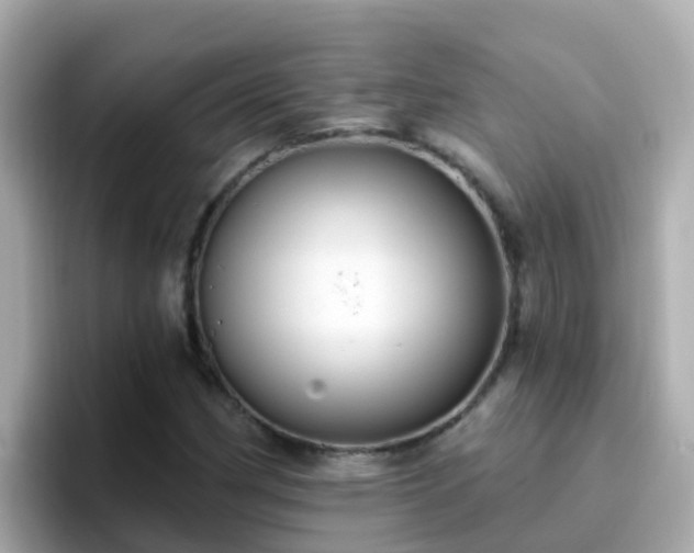 X0000096681162200802121206