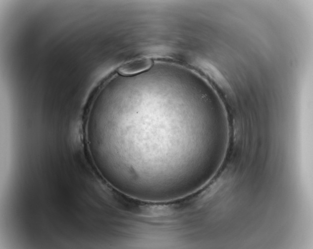 X0000096681164200802121206
