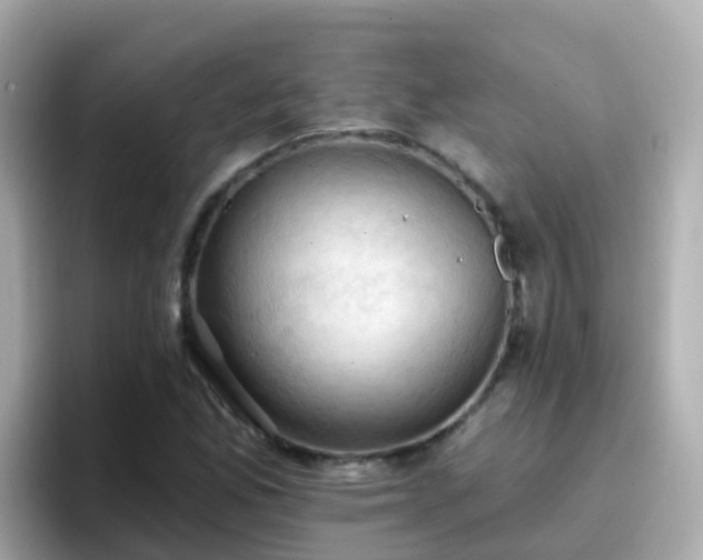 X0000096681165200802121206