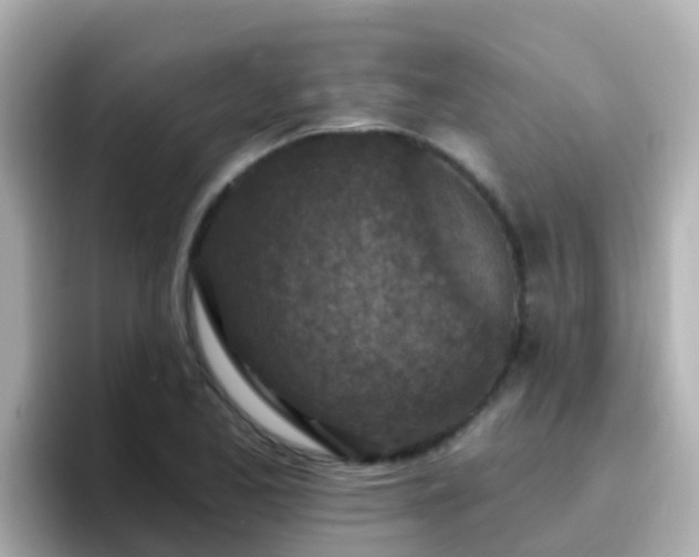 X0000096681173200802121206