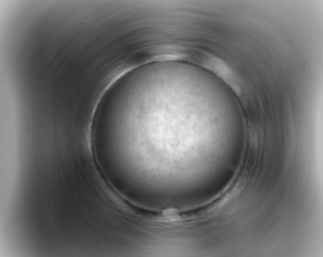 X0000096681186200802121205