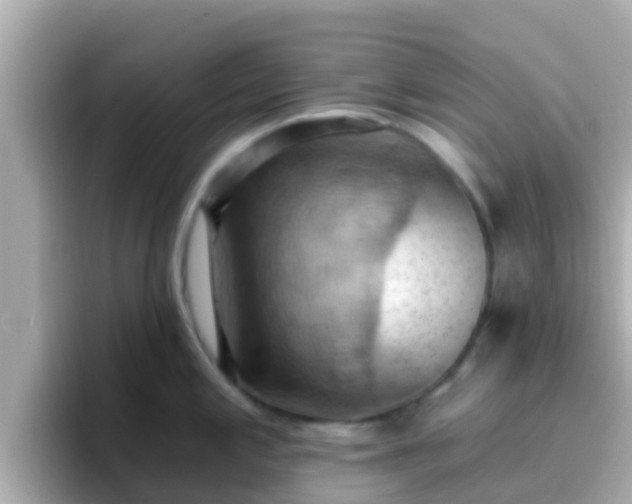 X0000096681197200802121205