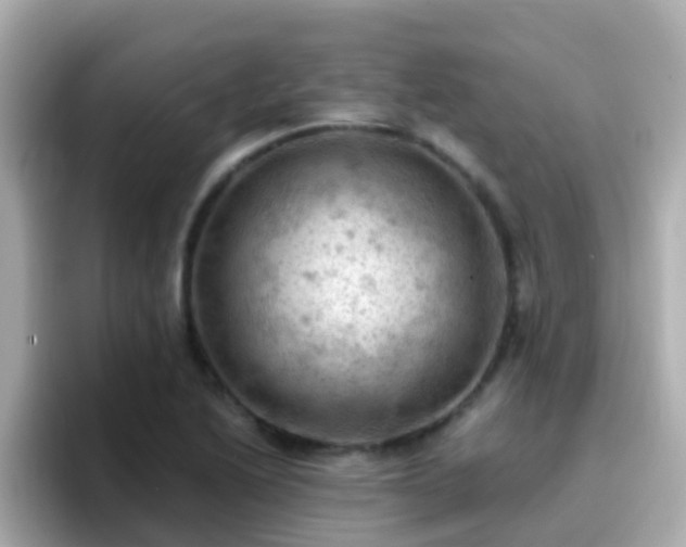 X0000096681222200802121205