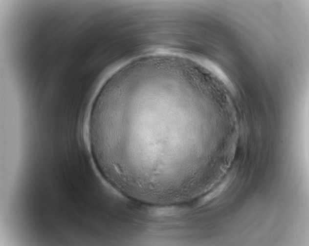 X0000096681247200802121205