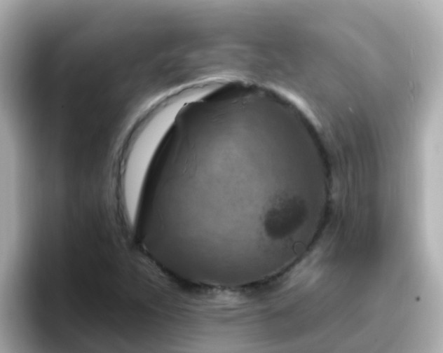 X0000096681263200802121204