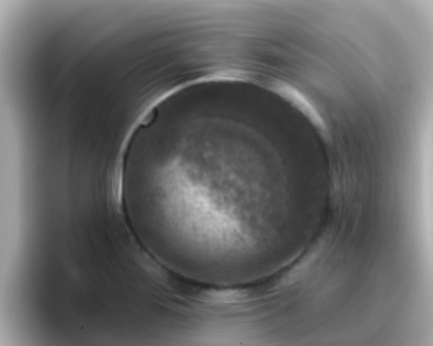 X0000096681276200802121204