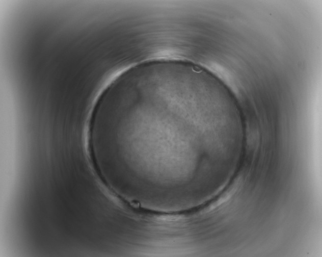 X0000096681277200802121204