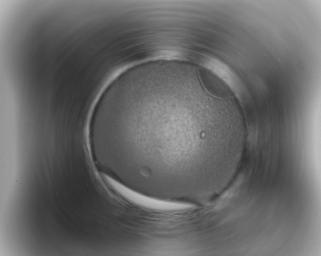 X0000096681283200802121204