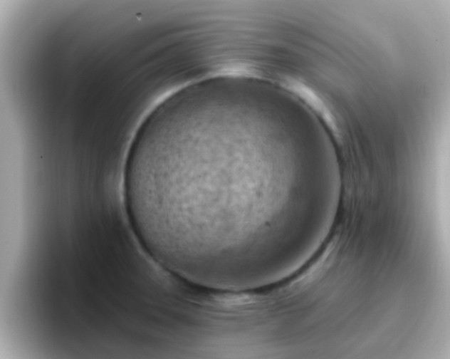 X0000096681331200802121204