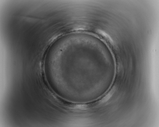 X0000096681353200802121203