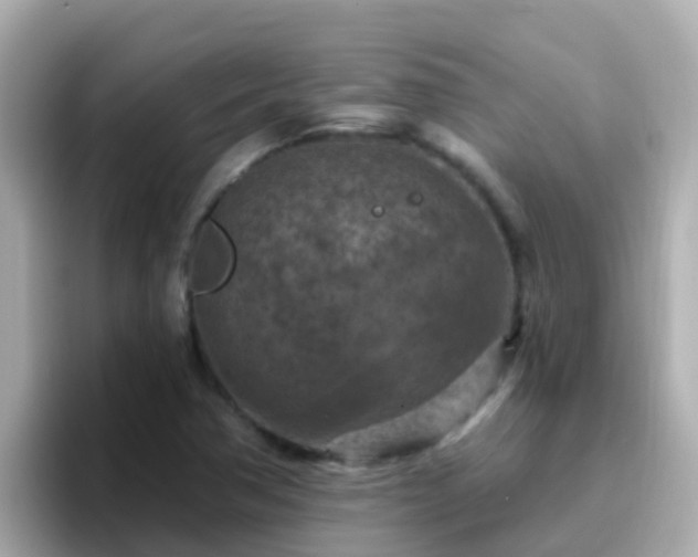 X0000096681362200802121203