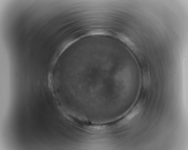 X0000096681369200802121203