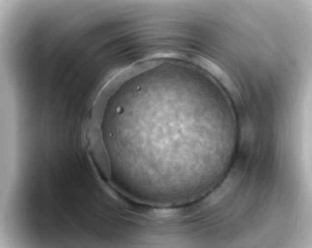 X0000096681377200802121203