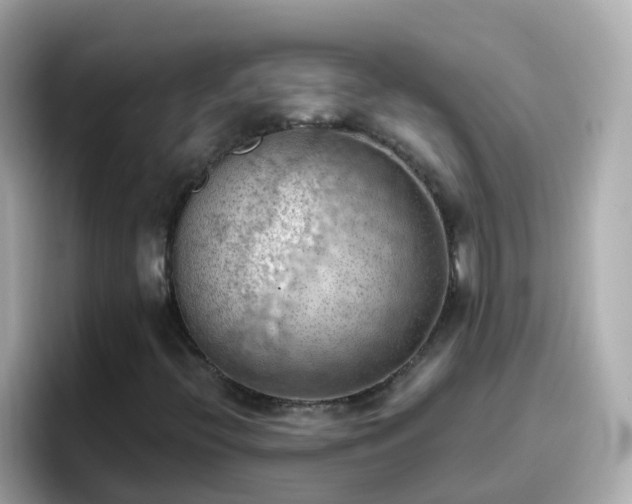 X0000096681396200802121202