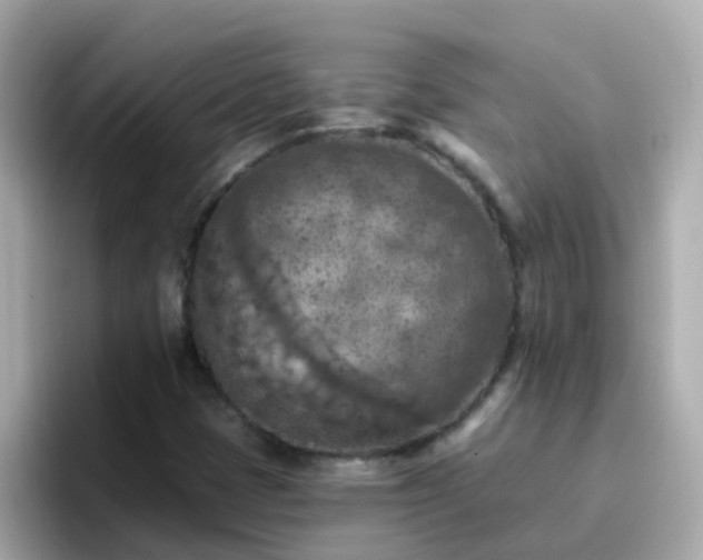 X0000096681401200802121202