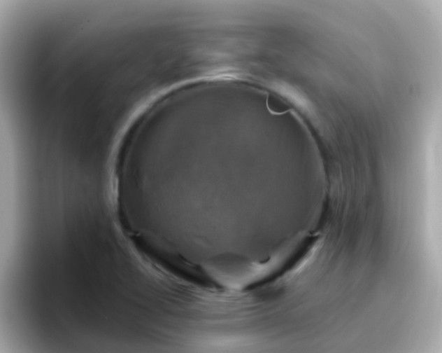 X0000096681414200802121202