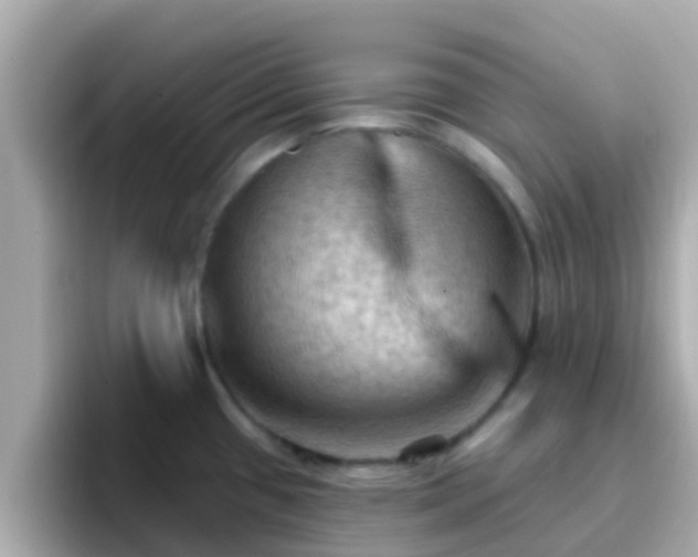 X0000096681433200802121202