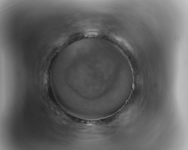 X0000096681445200802121202