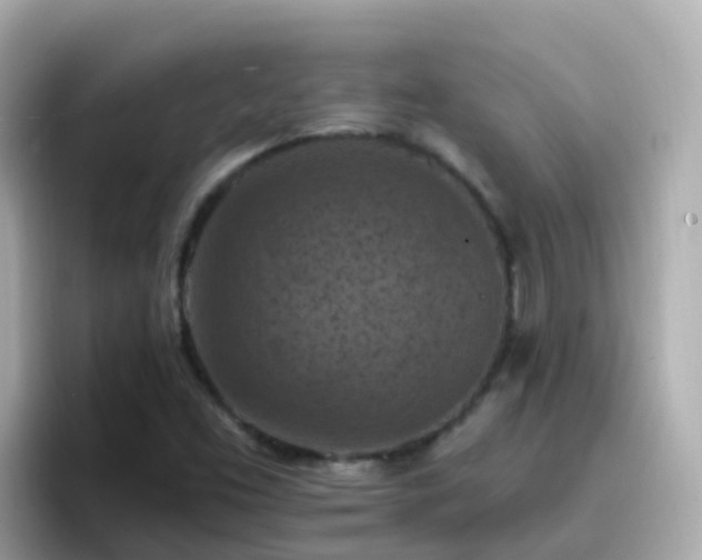 X0000096681453200802121202