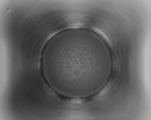 X0000096681457200802121202