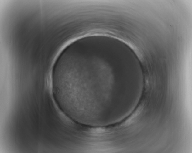 X0000096681515200802121201