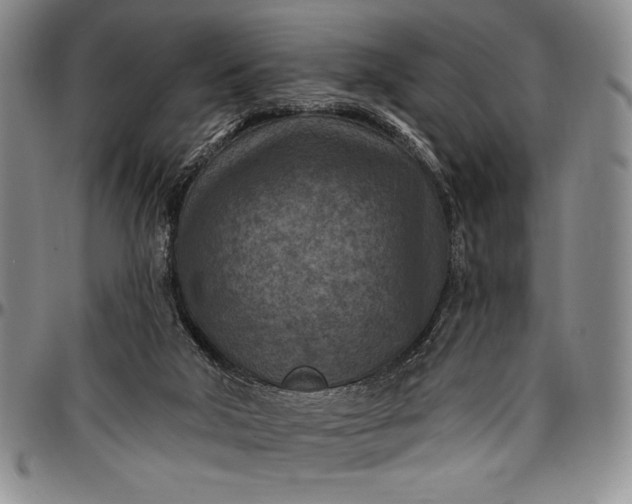 X0000096680018200802191402