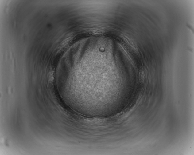 X0000096680032200802191402