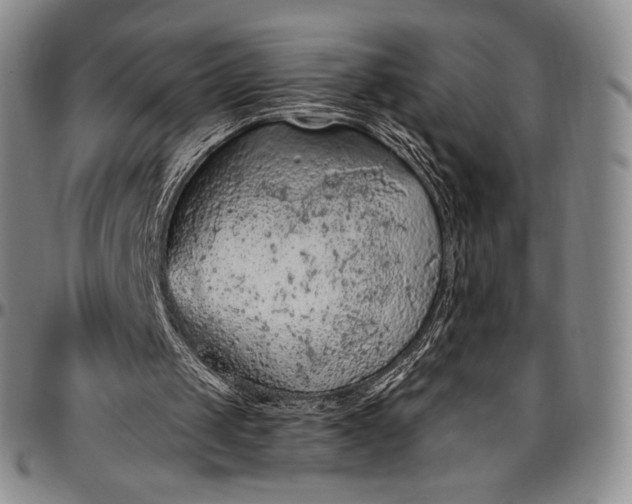 X0000096680049200802191401