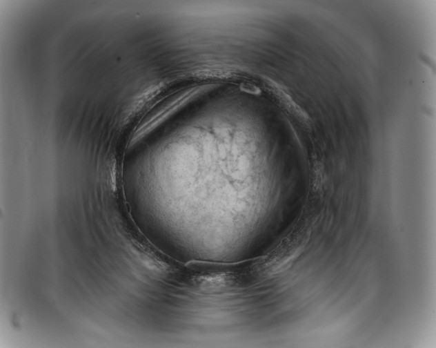 X0000096680068200802191401