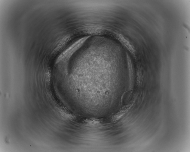 X0000096680113200802191401