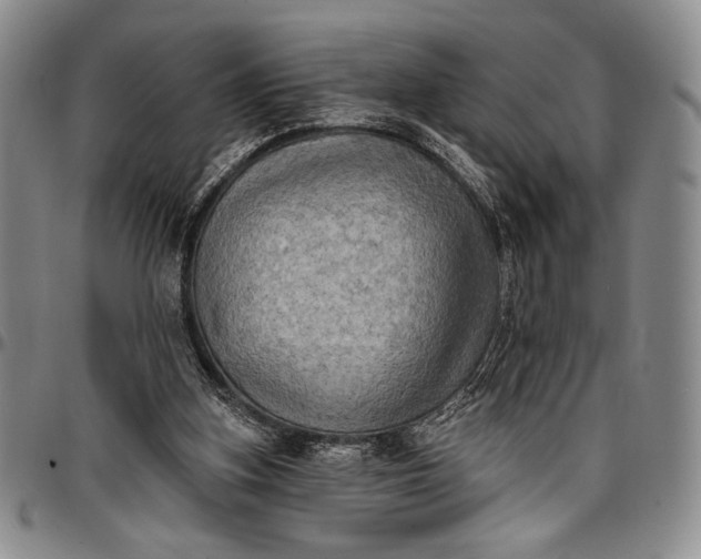 X0000096680155200802191400