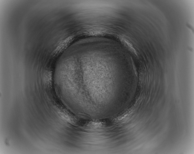 X0000096680260200802191359