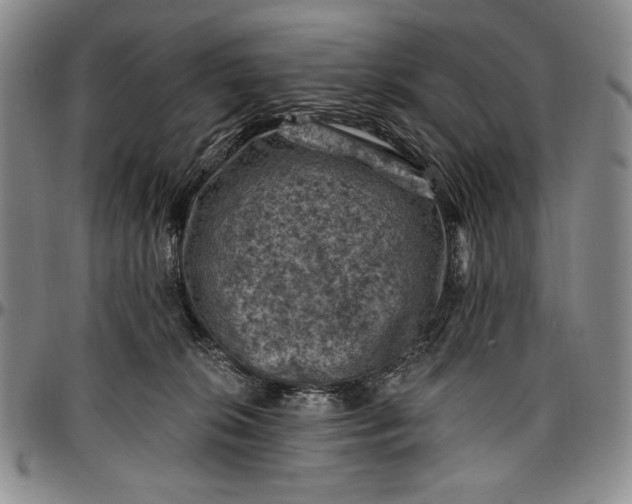 X0000096680276200802191359